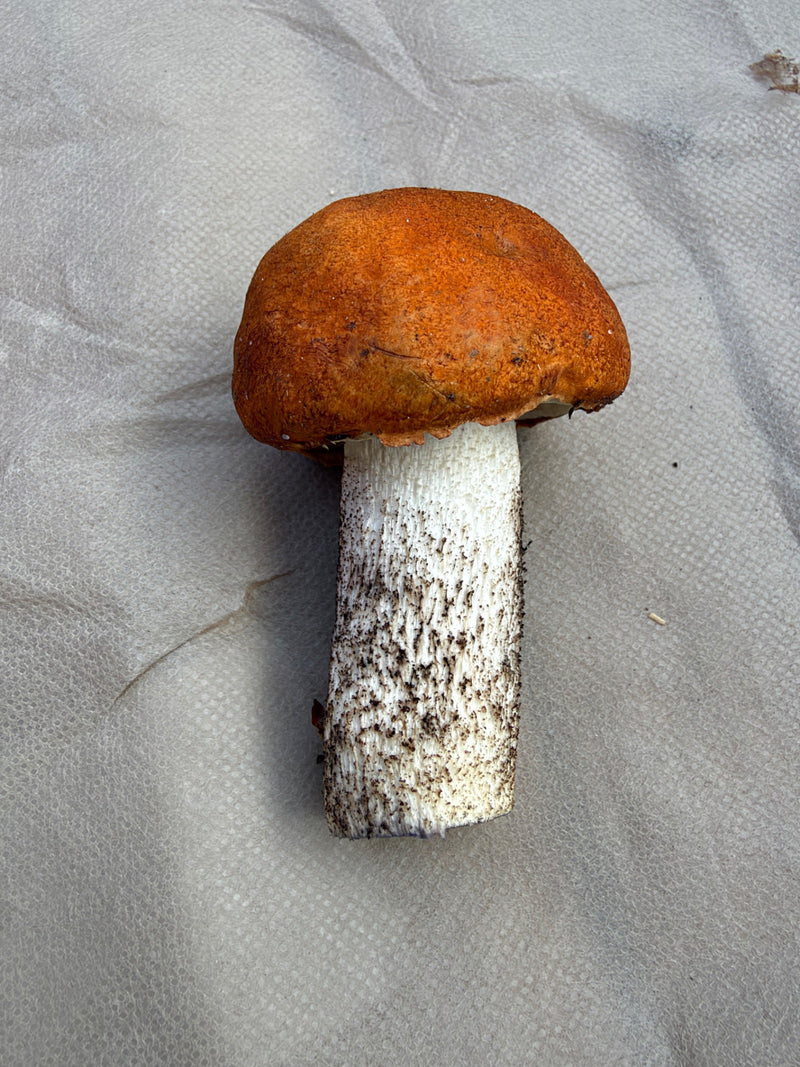 Een geoogst vruchtlichaam van een roodkappissebed/oranje berkboleet ligt op een lichte ondergrond.