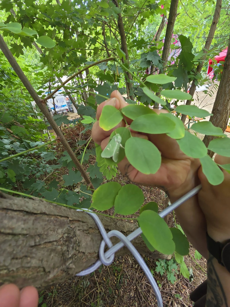 Eiken zilveren uil — Bild 2