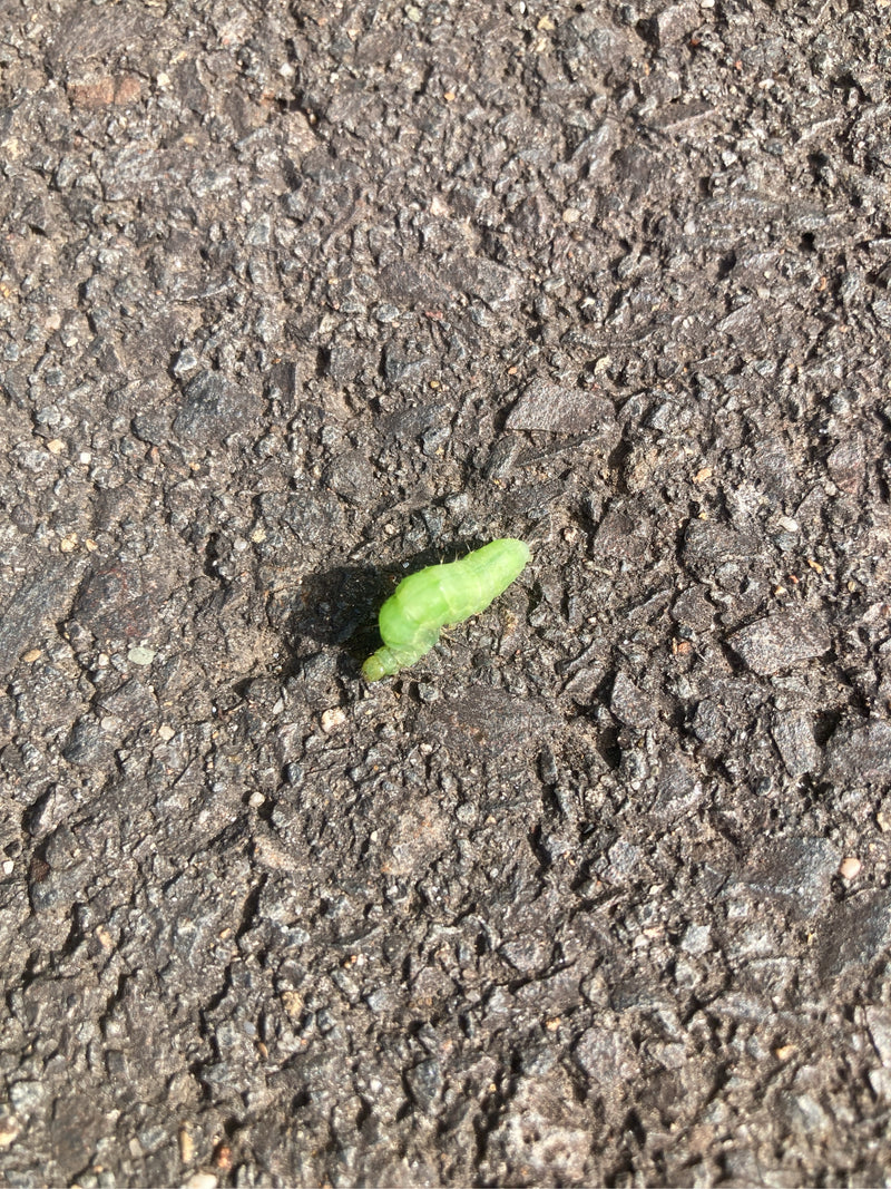 Een groene rups van de grote groenuil kruipt over ruw asfalt.