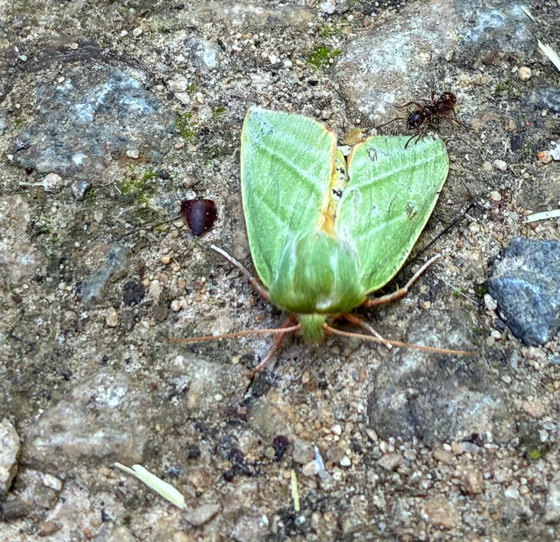 Eiken zilveren uil — foto 3 van 6
