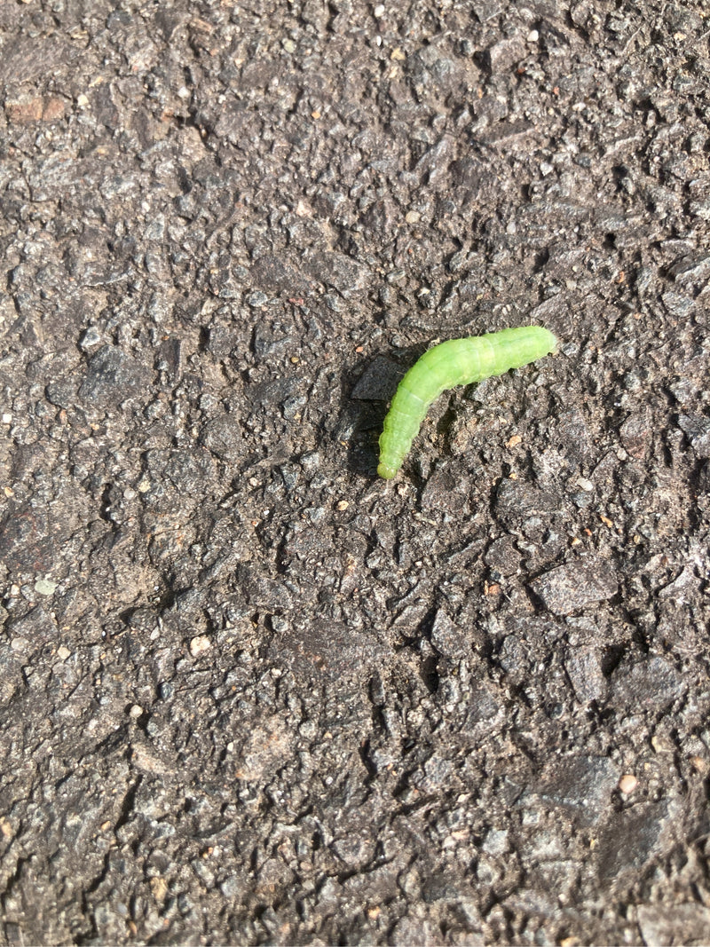 Een felgroene rups van de groenling kruipt over een ruw, donker asfaltoppervlak.