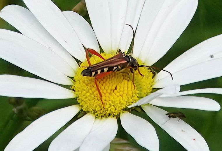 Een eikenboktor zit op het gele hart van een witte margrietbloem. Het insect laat duidelijk zijn karakteristieke zwart-gele patroon en roodachtige poten zien.