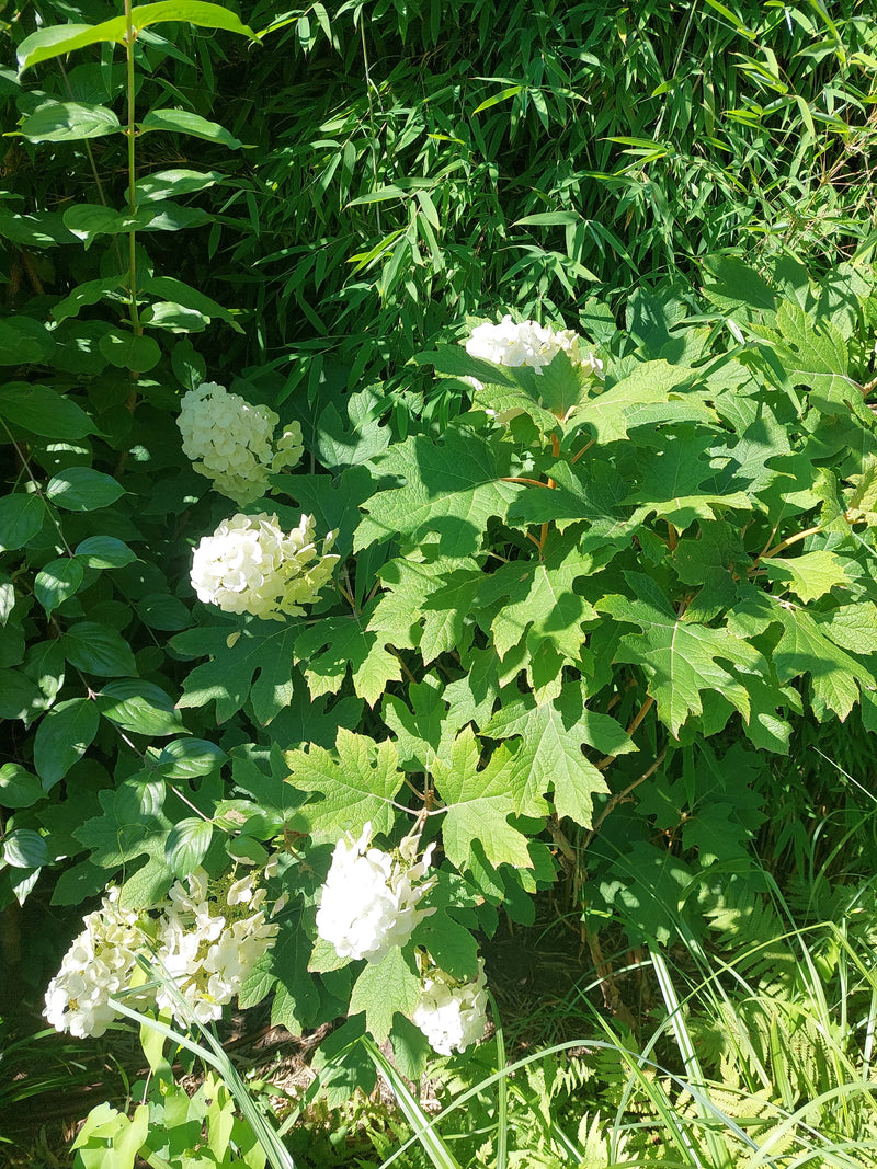 Eikenbladige hortensia — Bild 1