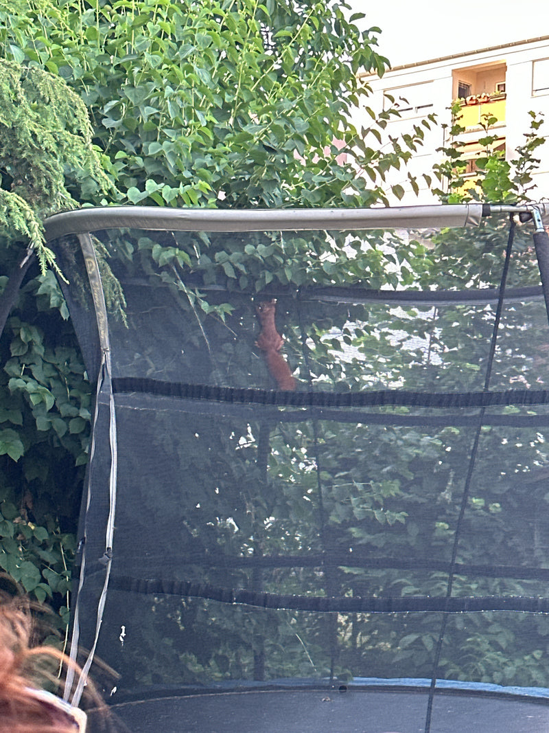 Een rode Europese eekhoorn klimt in het dichte loof achter het net van een trampoline. Het dier is gedeeltelijk verborgen door de structuur.