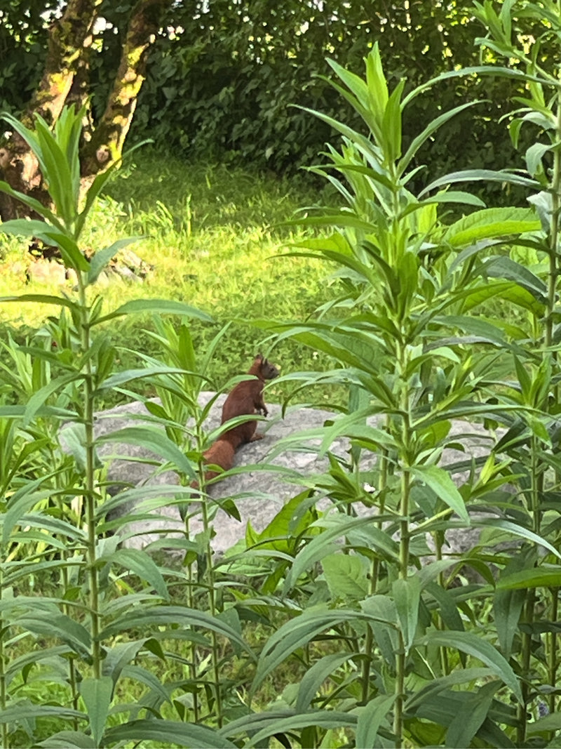 Een eekhoorn zit aandachtig op een steen in een tuin, omringd door groene planten.