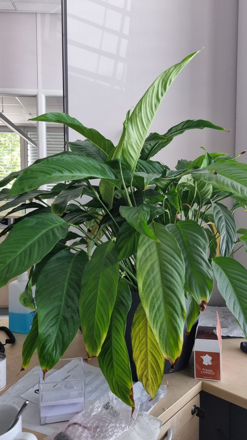 Enkel vel — foto 4 van 15