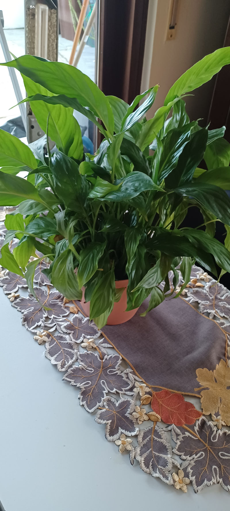 Een lepelplant met dicht groen blad staat in een pot op een tafelloper.