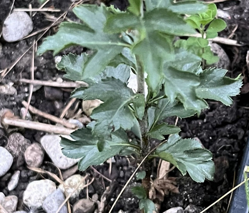 Te zien is een jonge meidoornplant met typisch gelobde bladeren die groeit uit donkere aarde met enkele stenen.