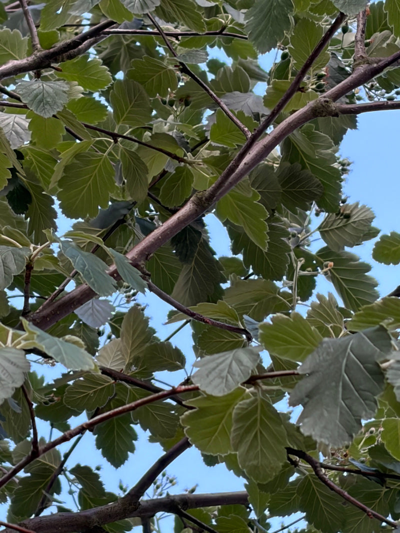 Te zien is de vertakte tak van een meidoorn met karakteristieke gelobde bladeren, van onderen gefotografeerd tegen een lichtblauwe lucht.