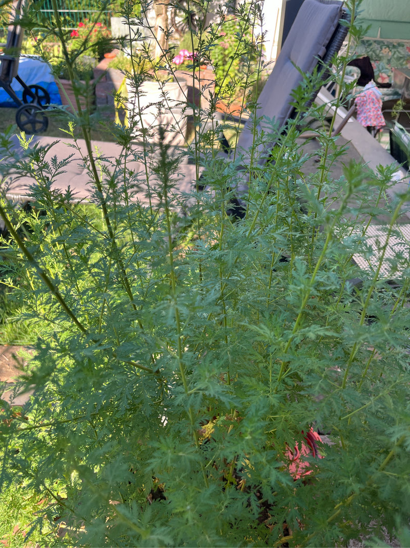 Artemisia Annua — Bild 1
