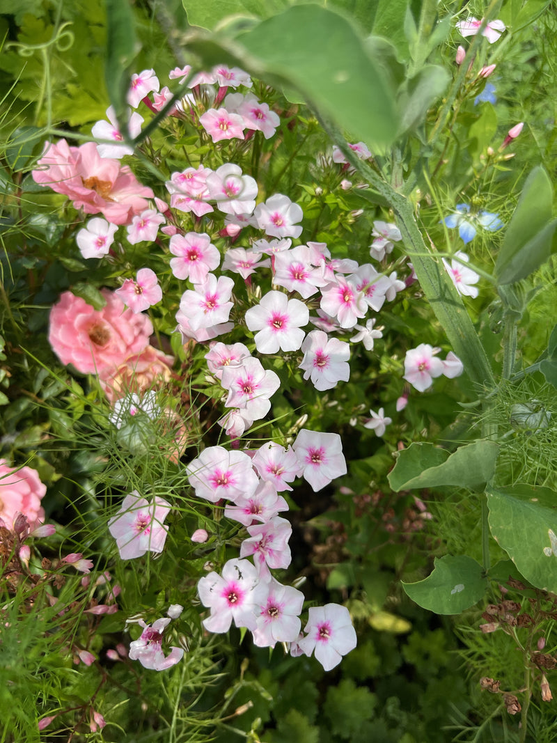 Jaarlijkse phlox (zomerflox) — Bild 1