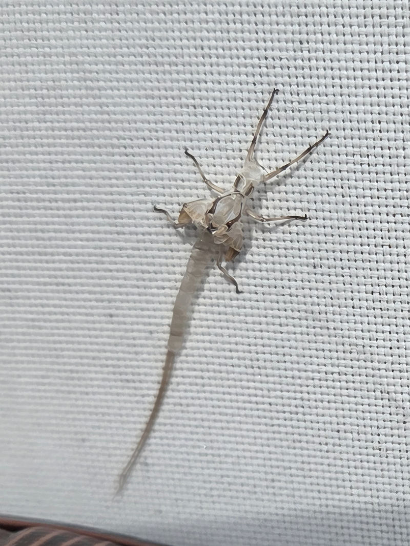 Eendagsvlieg — foto 1 van 3