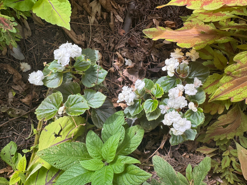 Een bloeiende vlijtig liesje of zaaibegonia met dubbele witte bloemen groeit tussen andere tuinplanten op de aarde.