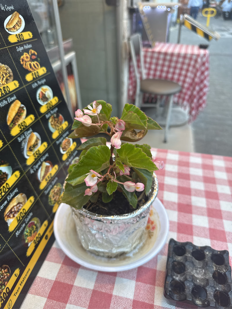 IJsbegonia — foto 3 van 5