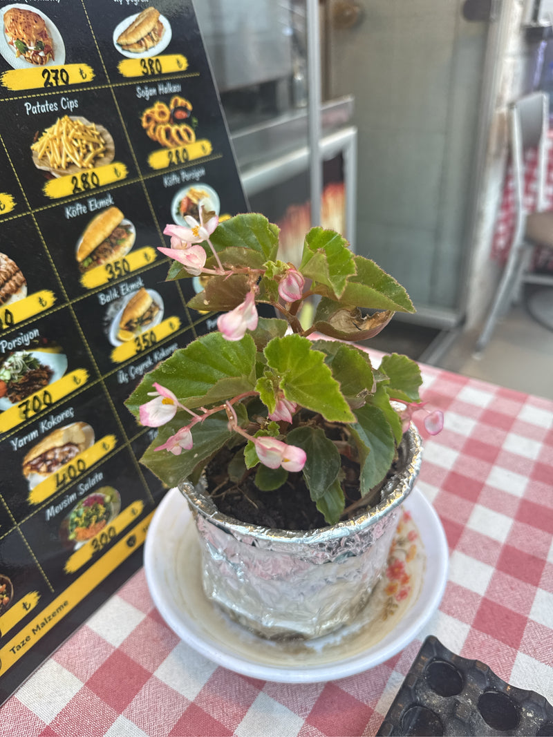 IJsbegonia — foto 2 van 5