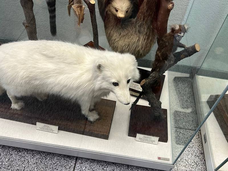 Eisfuchs — foto 1 van 1
