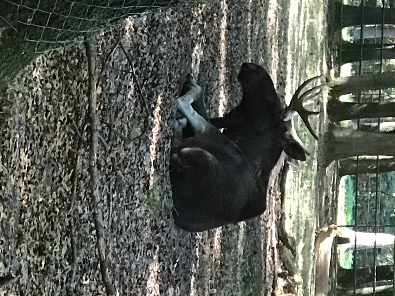 Elch — foto 1 van 3