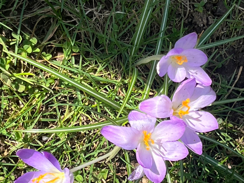 Elfenkrokus — Bild 2