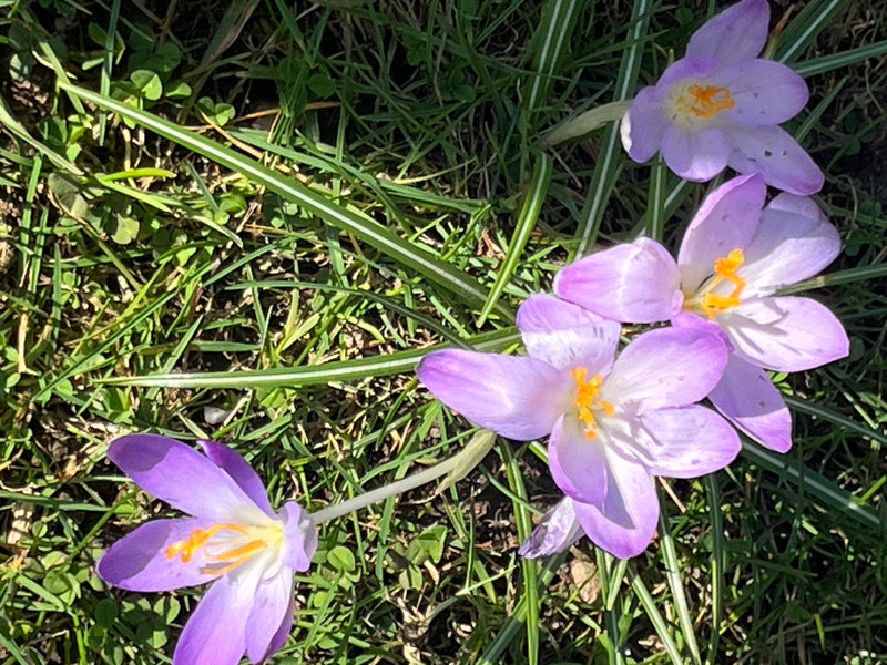 Elfenkrokus — Bild 1