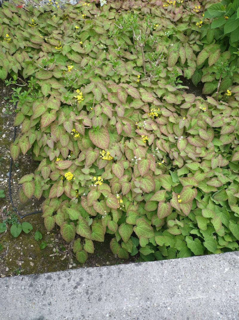 Fee bloem — Bild 1