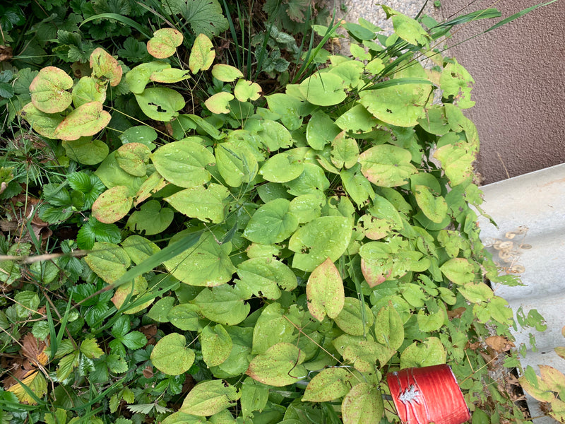 Fee bloem — foto 5 van 6