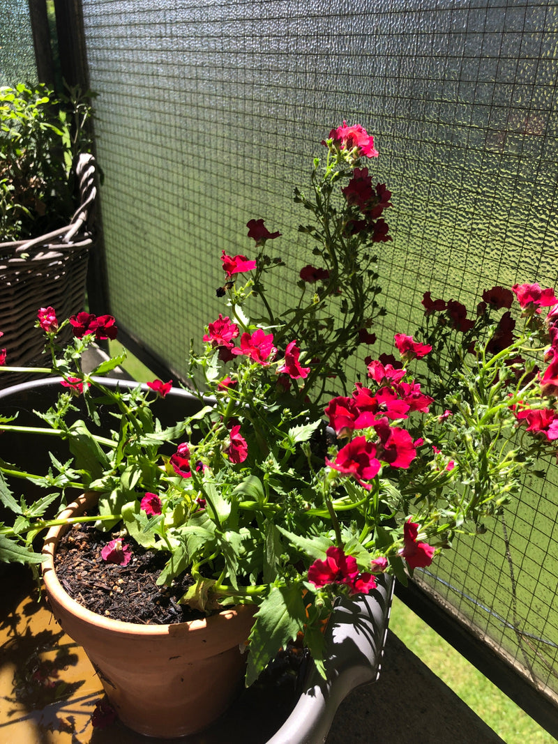 Te zien is een bloeiende elfenspiegelplant met opvallende rode bloemen in een bloempot op een balkon.