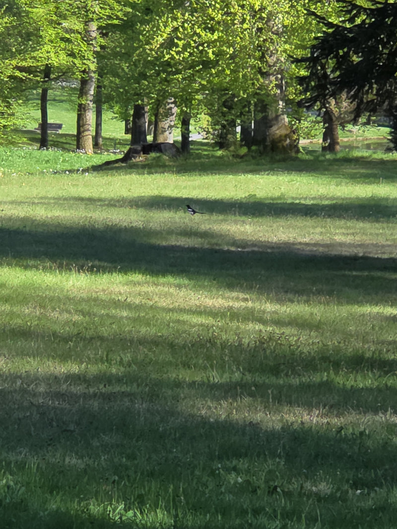 ekster — Bild 2