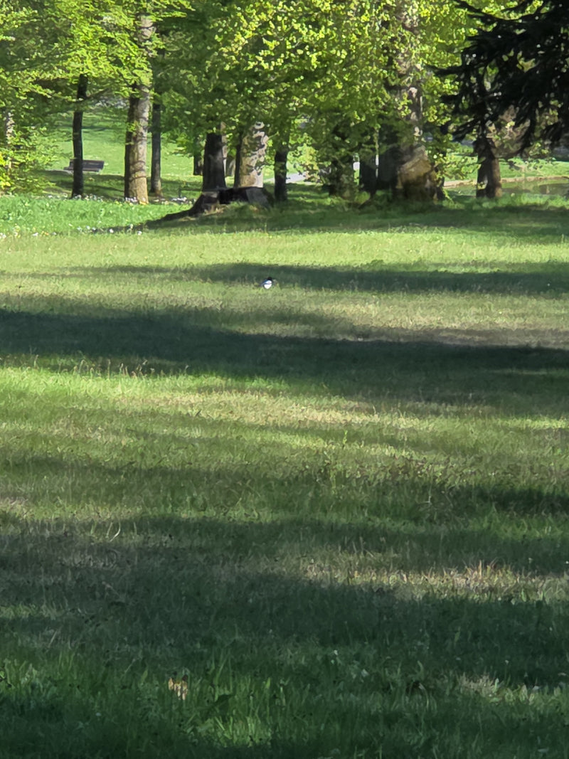 ekster — Bild 1