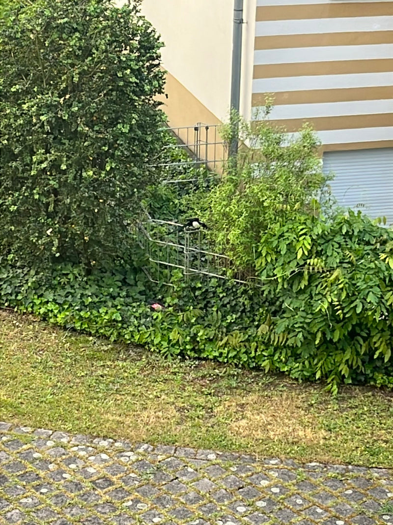 Een ekster zit op een metalen rek te midden van weelderig groen en struiken in een tuin.