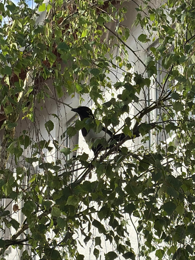 Een ekster zit te midden van groen loof op een boomtak. Het typische zwart-wit verenkleed van de vogel is goed te zien.