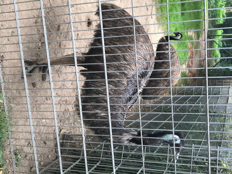 Emu — foto 1 van 1