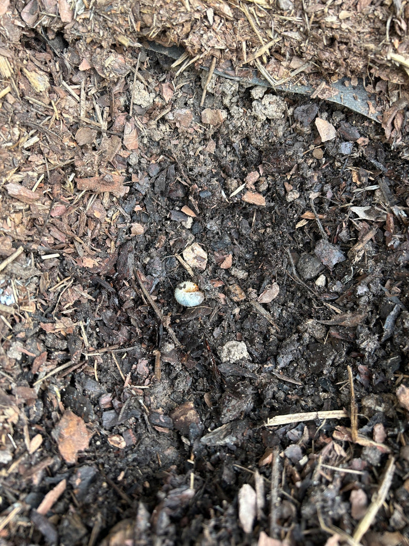 mestkever — Bild 1