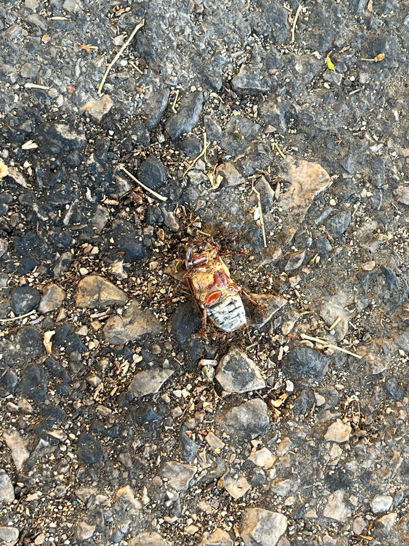 Een bladsprietkever ligt op een stenige ondergrond, van onderen gezien. Het insect is goed herkenbaar.