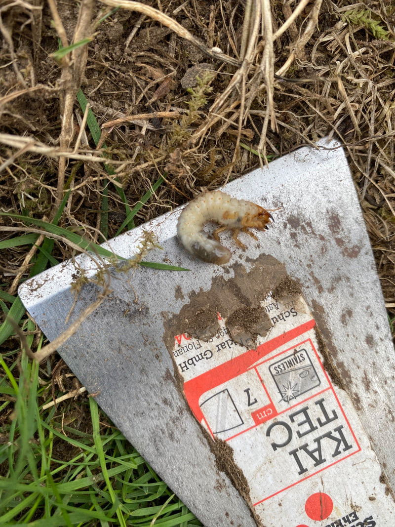 Een typische larve van een bladsprietkever (engerling) ligt op een metalen tuinschepje. Het gereedschap is omringd door gras en aarde.