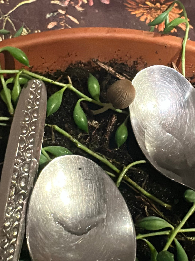 Erwtenplant — Bild 2