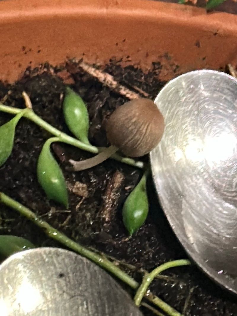 Erwtenplant — Bild 1