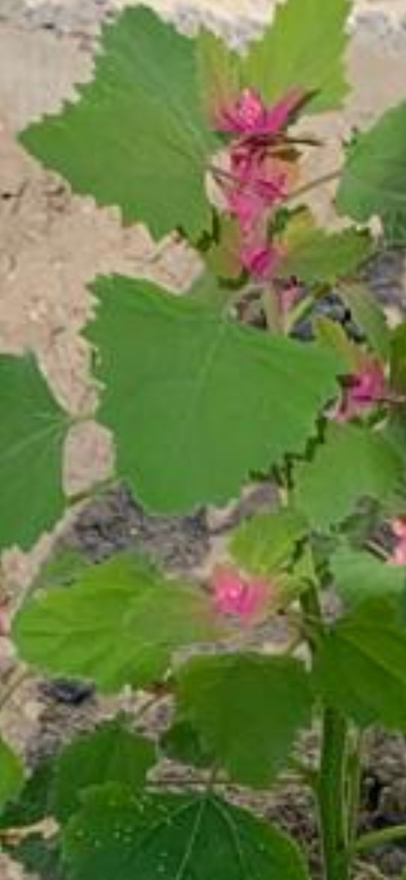 Aardbeienspinazie — Bild 1