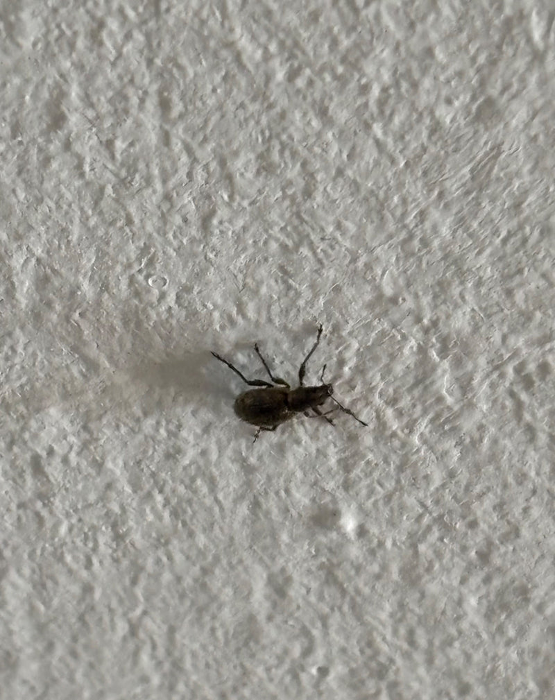 Aardbeienwortelkever — Bild 2