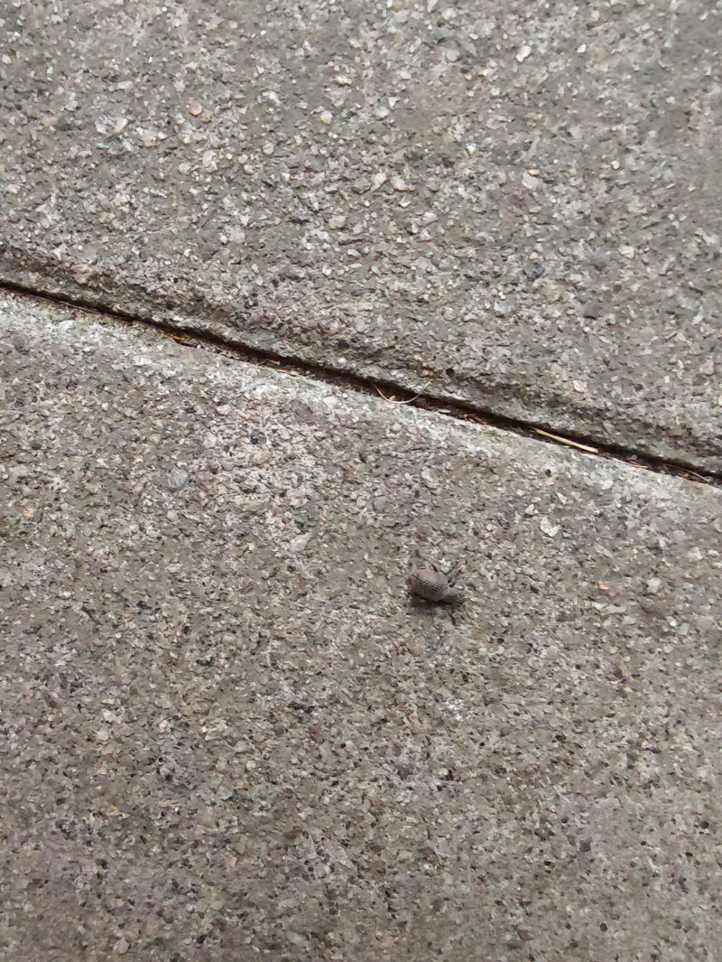 Een kleine aardbeibladrandkever zit op grijze stenen tegels van bovenaf gezien. Het insect is herkenbaar maar relatief klein in beeld.