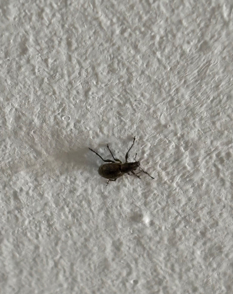 Aardbeienwortelkever — Bild 1
