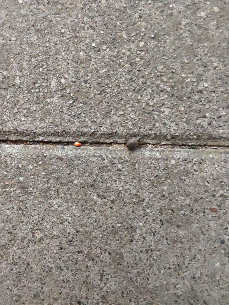 Een aardbeiwortelsnuitkever zit op een grijze steenplaat. De foto toont het insect van bovenaf in zijn natuurlijke omgeving.