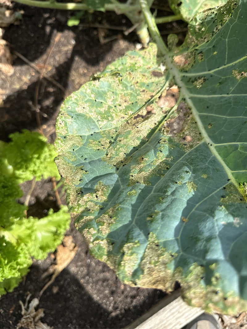 Vlooienkevers (geslacht Phyllotreta) — Bild 2