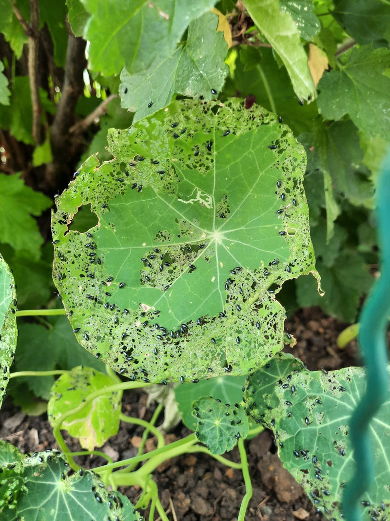 Vlooienkevers (geslacht Phyllotreta) — foto 3 van 8