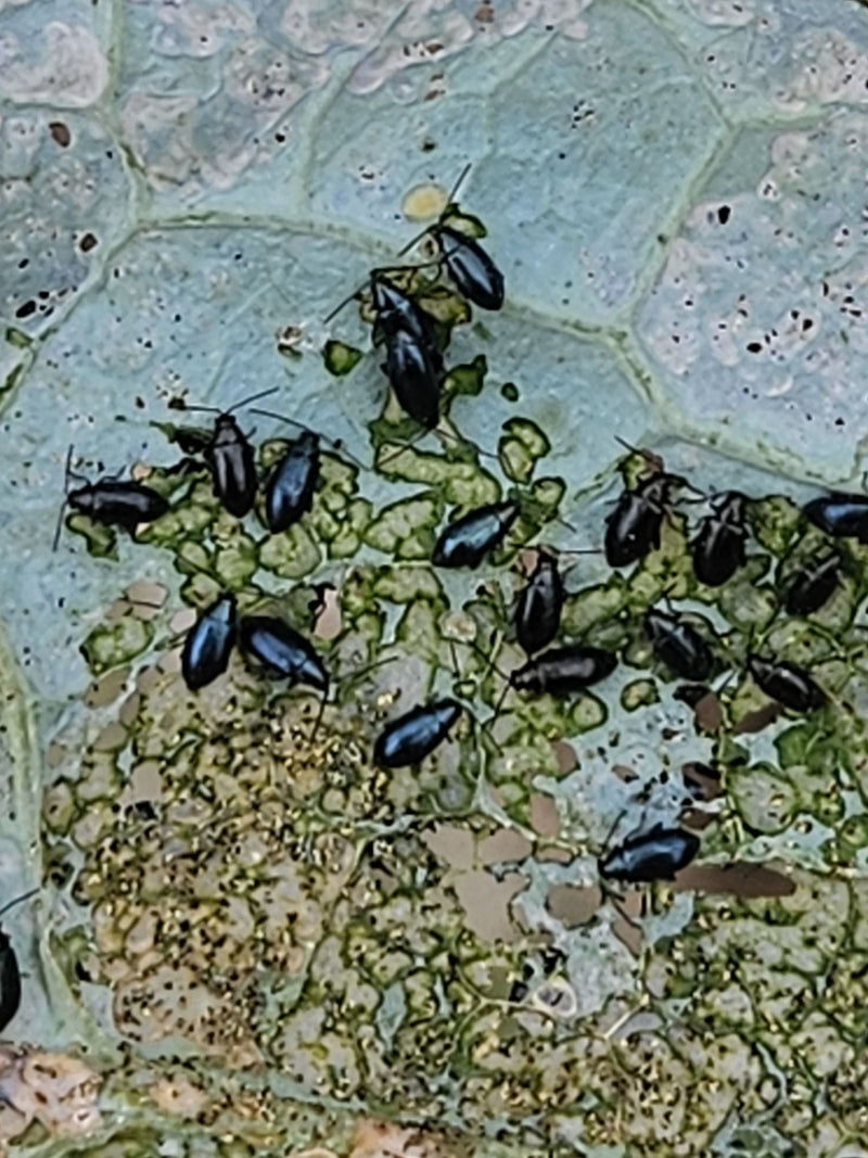 Vlooienkevers (geslacht Phyllotreta) — foto 1 van 8