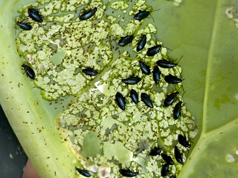 Vlooienkevers (geslacht Phyllotreta) — foto 2 van 8