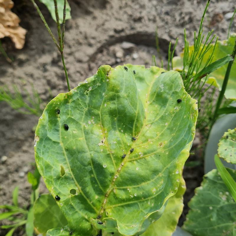 Vlooienkevers (geslacht Phyllotreta) — Bild 1
