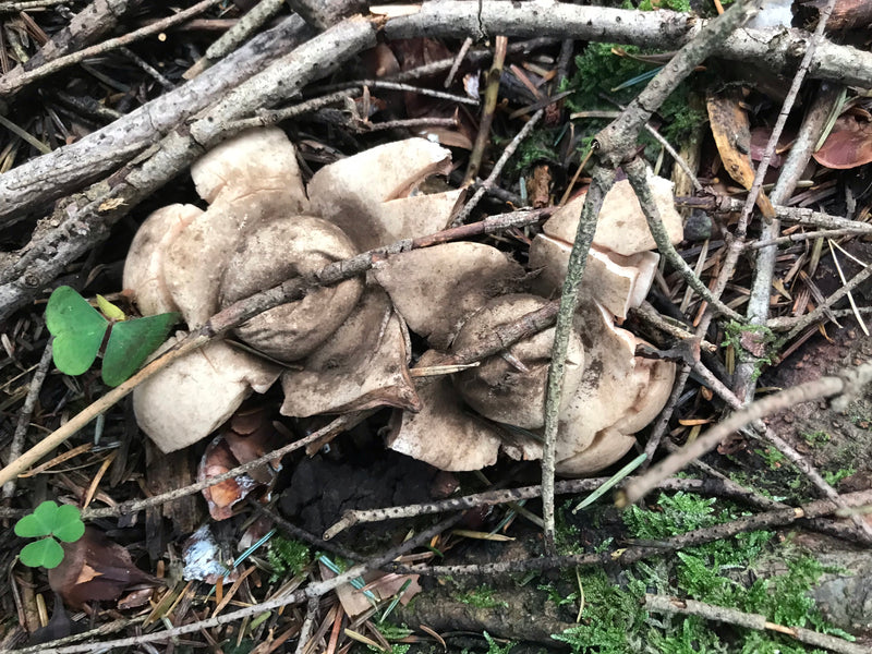 Erdsterne — foto 1 van 5