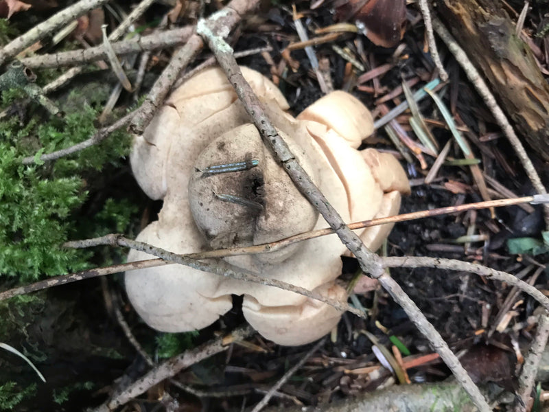 Erdsterne — foto 5 van 5