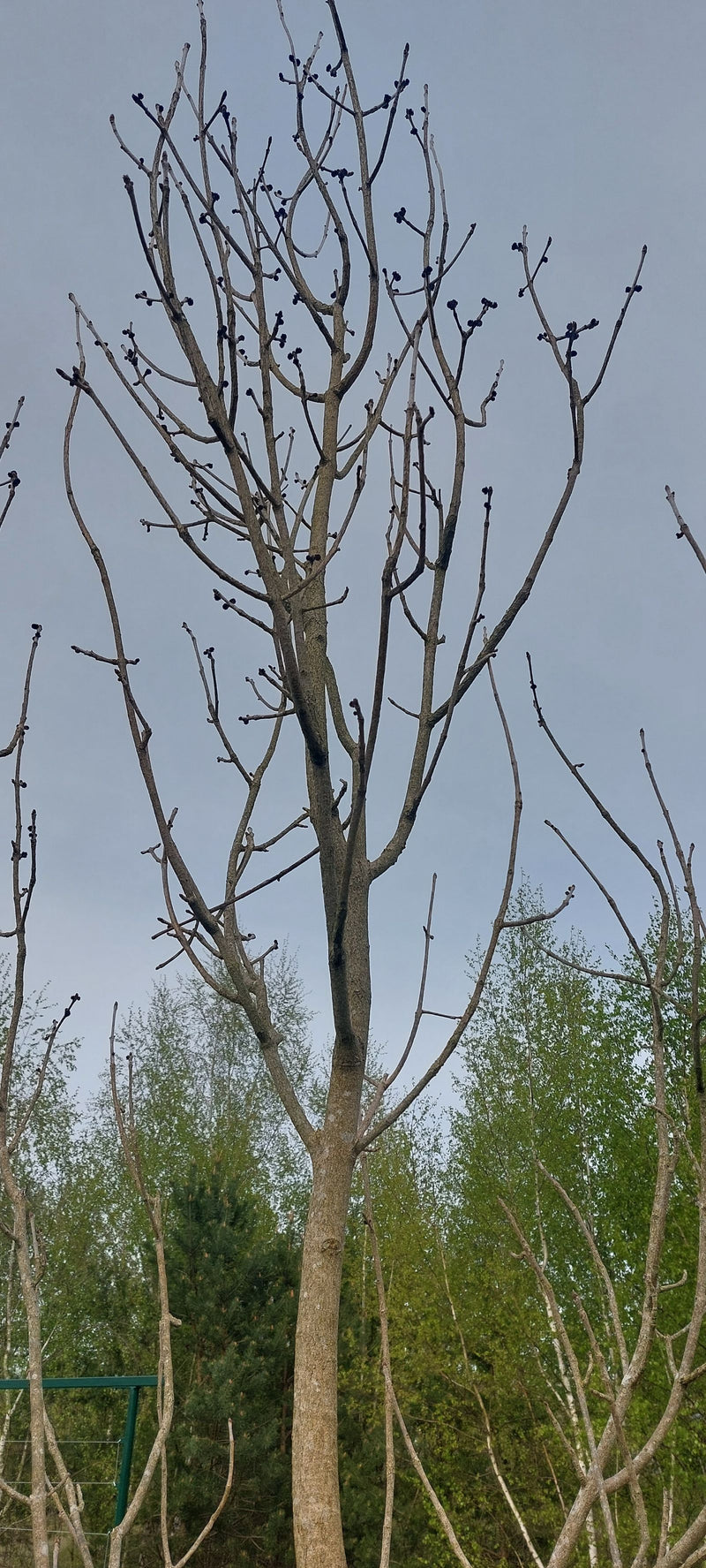 Een gewone es is te zien zonder bladeren tegen een grijze lucht. De kenmerkende zwarte knoppen en vertakte takken zijn duidelijk zichtbaar.