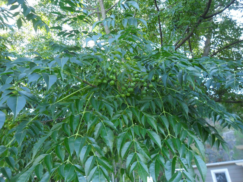 Takken van een Indische sering met dichte, geveerde bladeren en onrijpe groene vruchten.